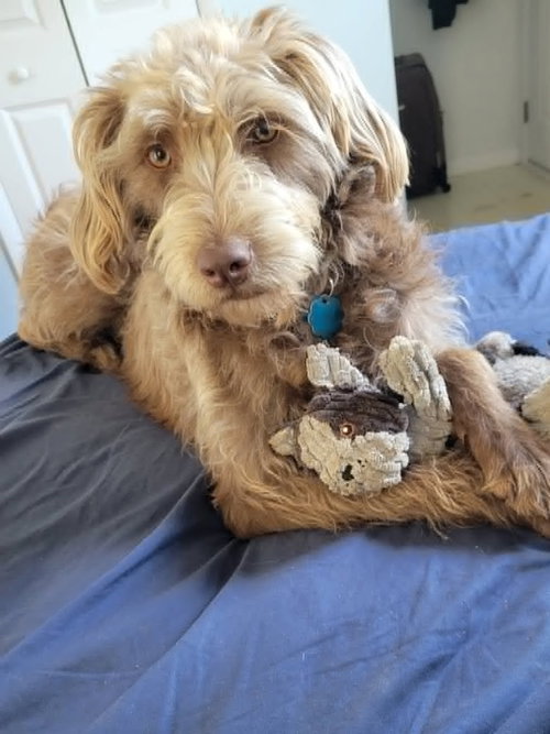Teddy - COURTESY LISTING