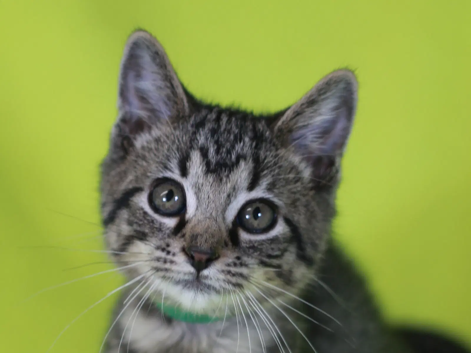 Willy - Domestic Short Hair
