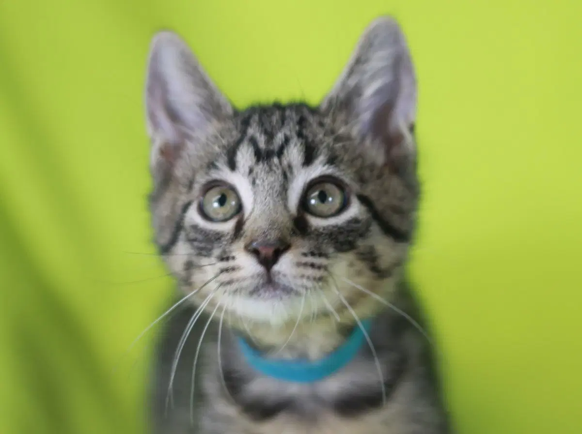 Cash - Domestic Short Hair