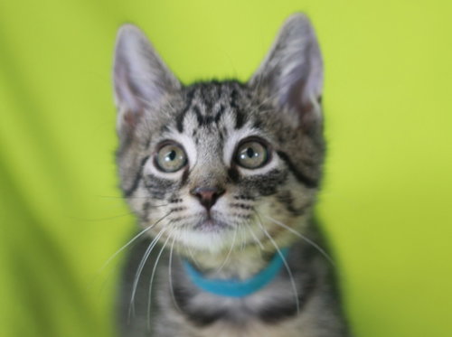 Cash - SEE ME @ PETCO!, a cat for adoption from A.A.R.F. - All About Rescue and Fixin' Inc.