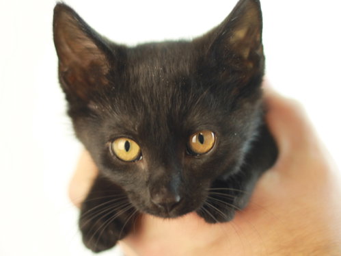 Rhodey, an adoptable Domestic Short Hair in Cookeville, TN