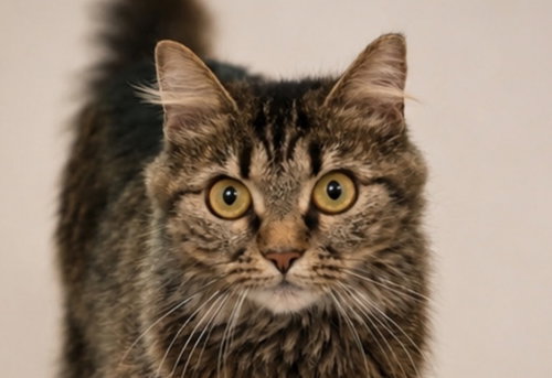 Pixie, a cat for adoption from A.A.R.F. - All About Rescue and Fixin' Inc.