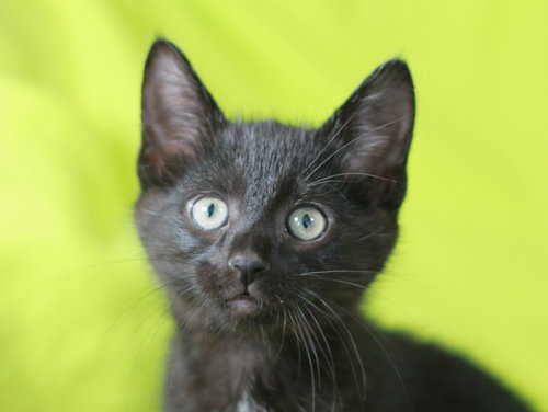 Larry, an adoptable Domestic Short Hair in Cookeville, TN