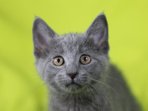 Curly, an adoptable Domestic Short Hair in Cookeville, TN