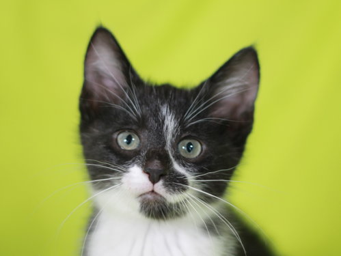 Moe, an adoptable Domestic Short Hair in Cookeville, TN