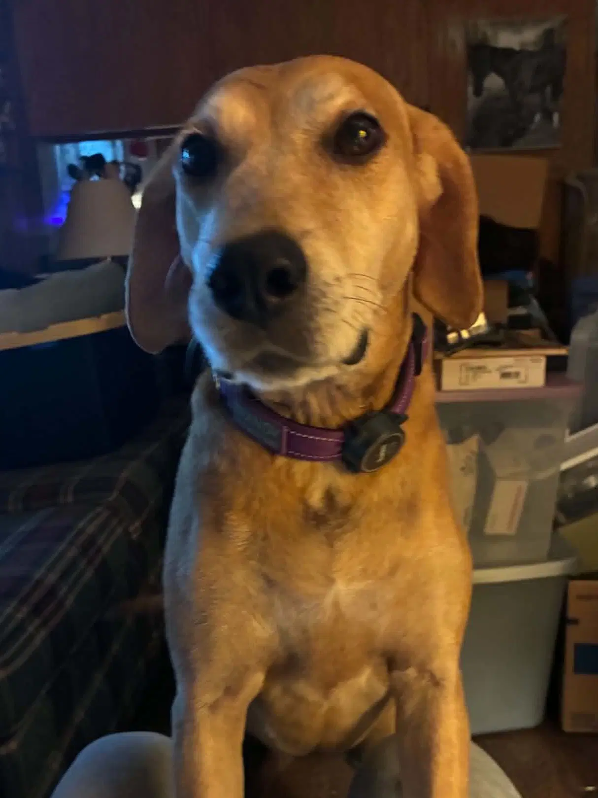 Brandy - Mountain Cur