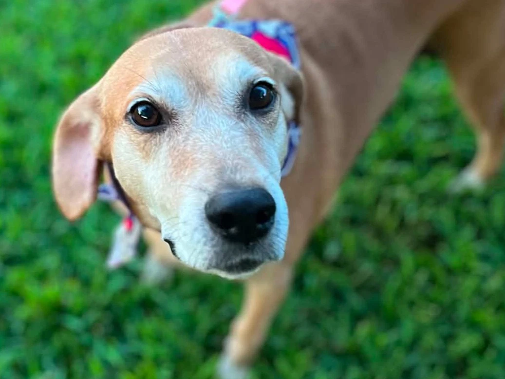 Brandy - Courtesy Listing