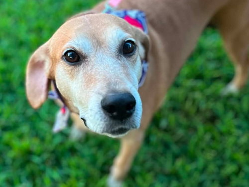 Brandy - *COURTESY LISTING*, a dog for adoption from A.A.R.F. - All About Rescue and Fixin' Inc.