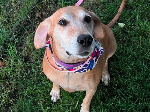 Photo 3 of Brandy - *COURTESY LISTING*