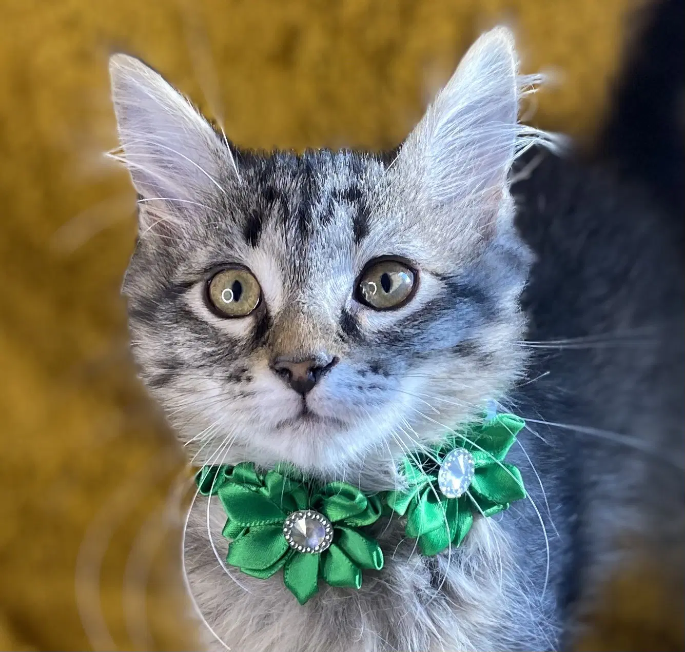 Fluffy - See Me  Petco - Tabby