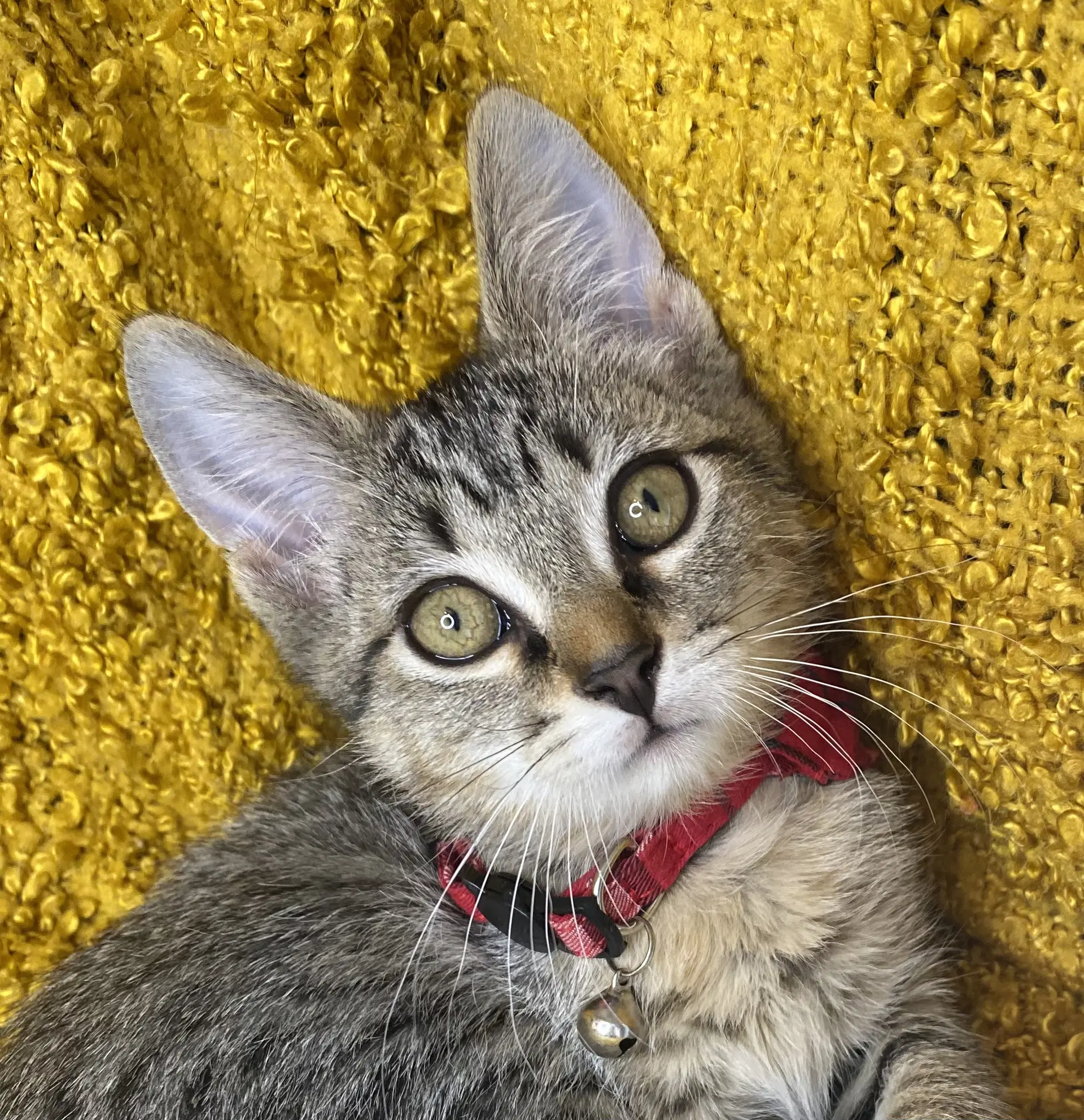 Stripes - Domestic Short Hair
