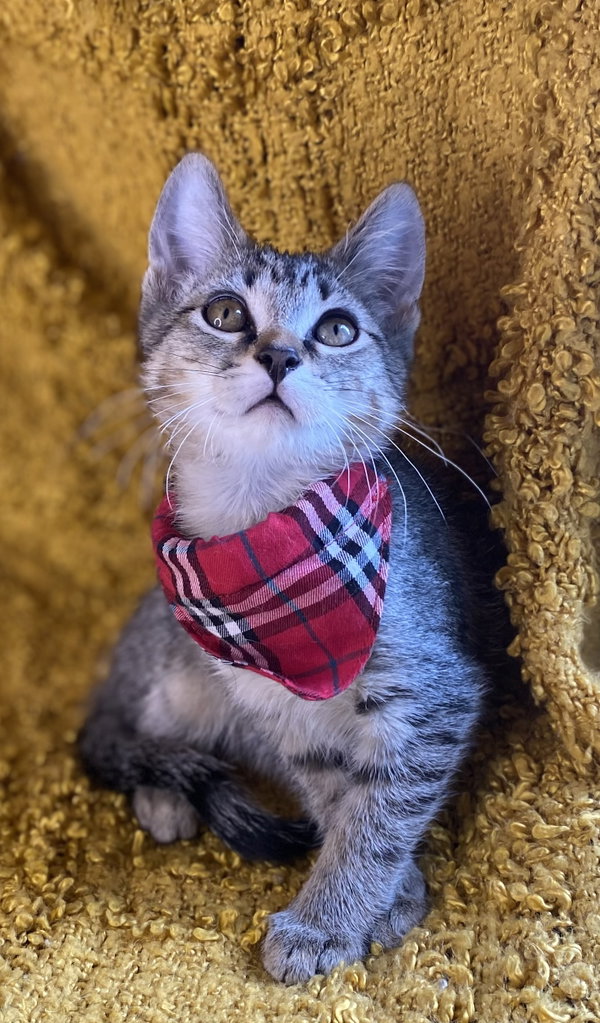 Stripes - SEE ME @ PETCO!