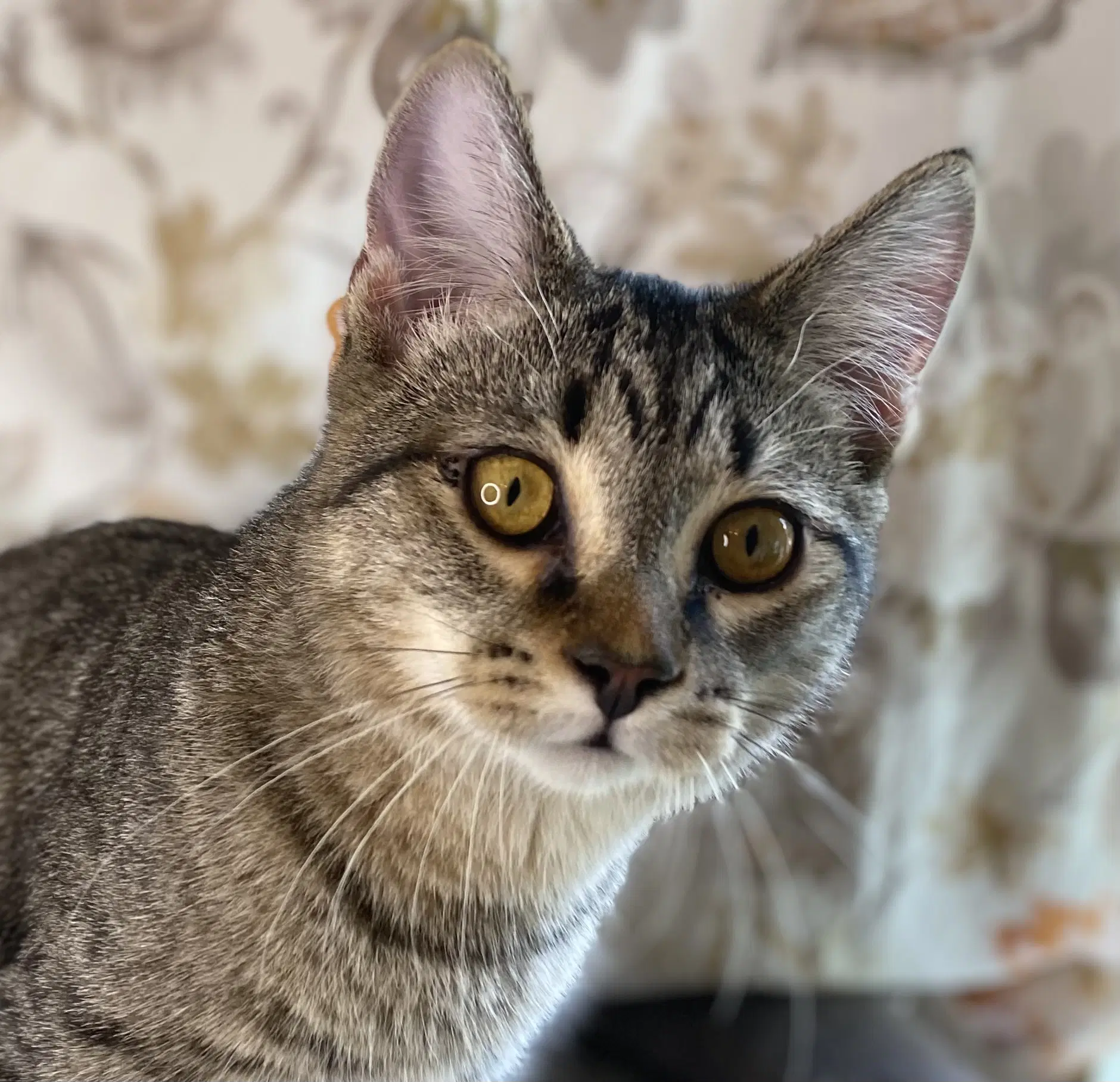 Stripes - Domestic Short Hair