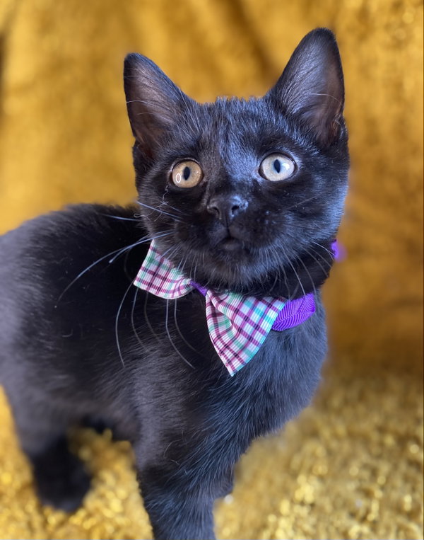 Mr. Sassy - SEE ME @ PETCO!