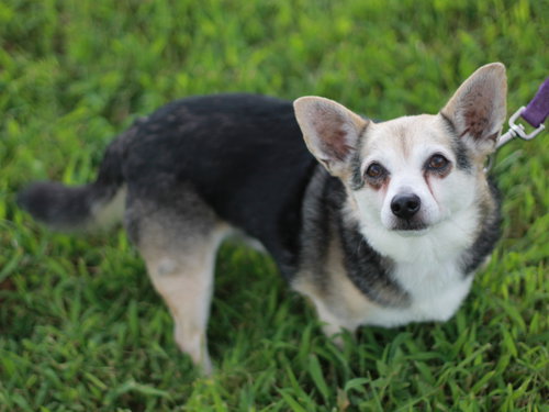 Roo, photo 2