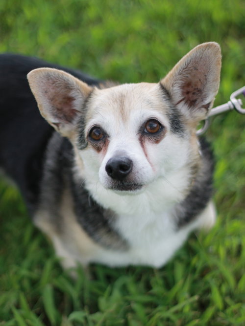 Roo, photo 4