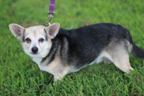 Roo, photo 3