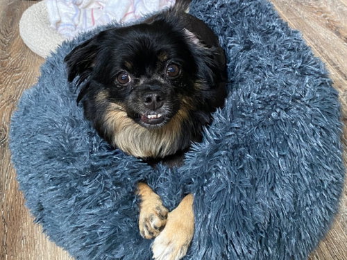 Annie - MEET ME @ PETCO 8/8!, photo 2