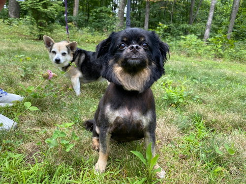 Annie - MEET ME @ PETCO 8/8!, photo 4