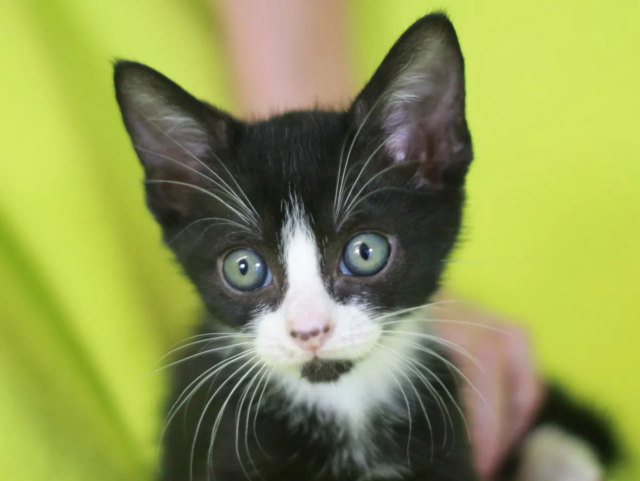 Acorn - Domestic Short Hair