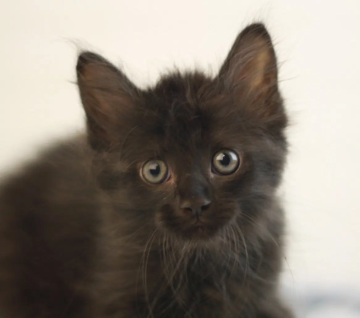 Kelly - Domestic Long Hair