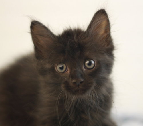 Kelly, a cat for adoption from A.A.R.F. - All About Rescue and Fixin' Inc.