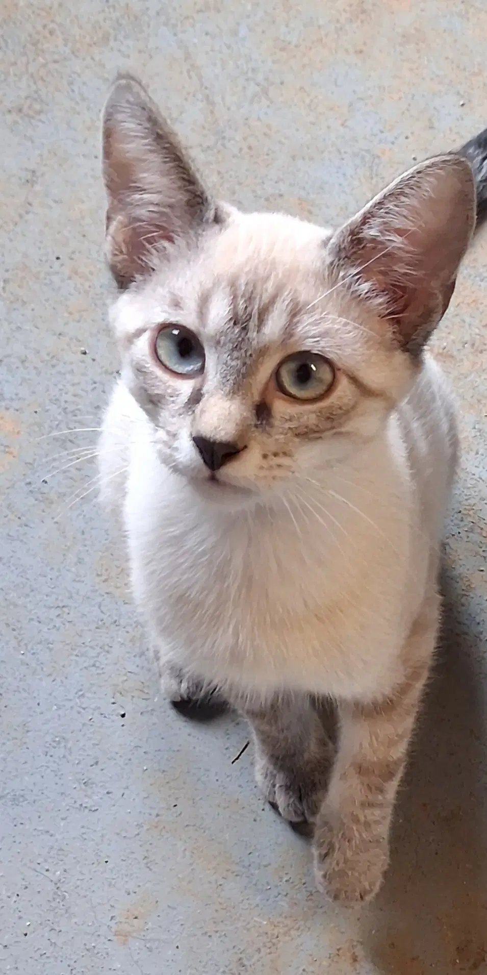 Stewie image 2