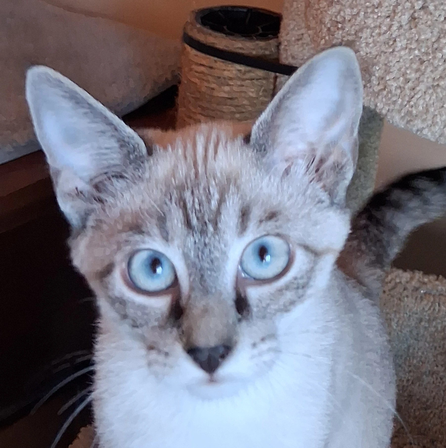 Stewie