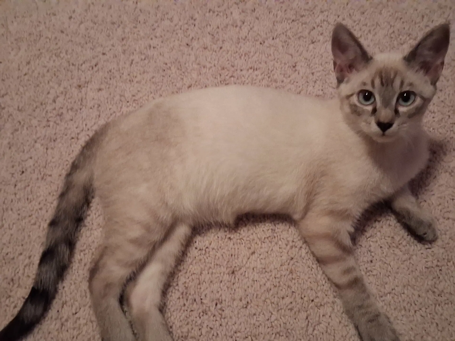 Stewie image 3