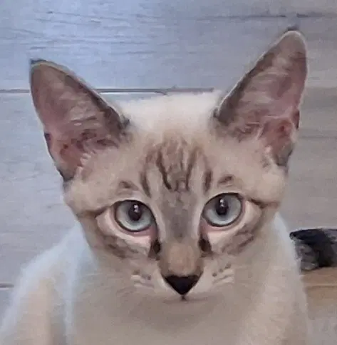 Stewie - Siamese