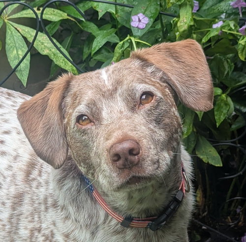 Dallas - COURTESY LISTING, an adoptable Australian Cattle Dog in Cookeville, TN