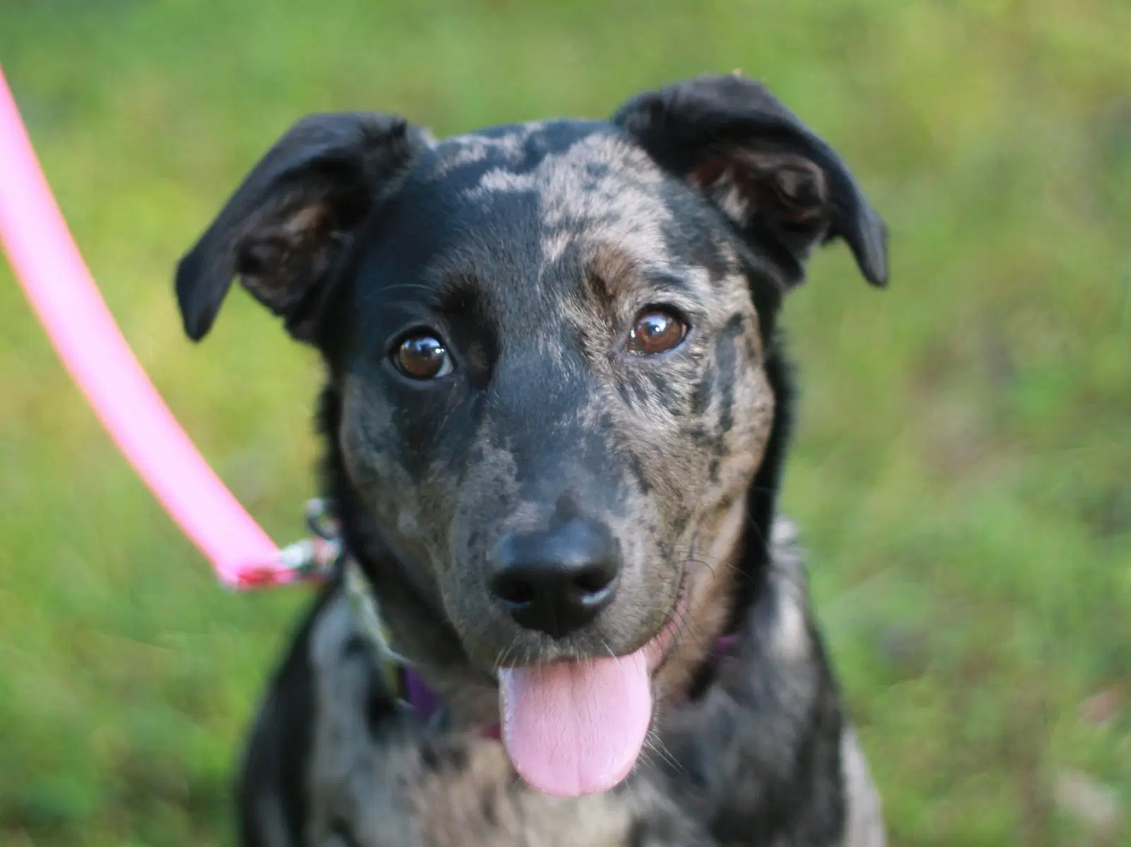 Luna Faye - Australian Shepherd