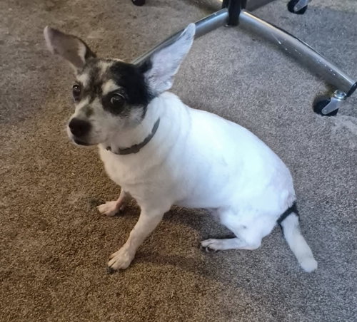 Gracie, photo 2