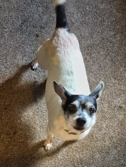 Gracie, photo 4