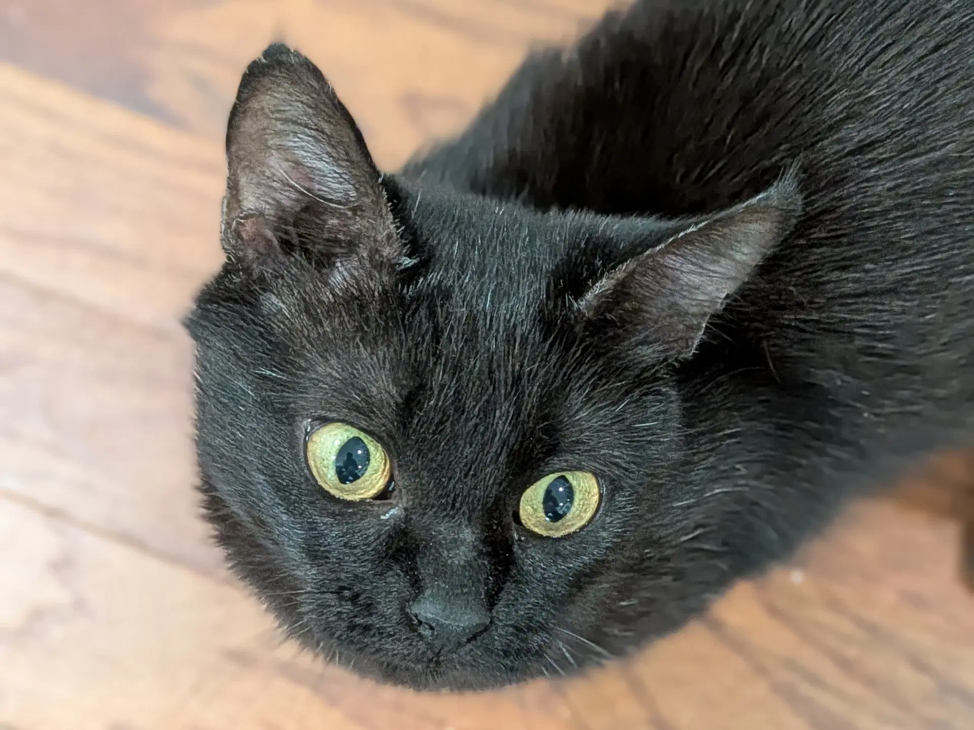 Starla - Domestic Short Hair