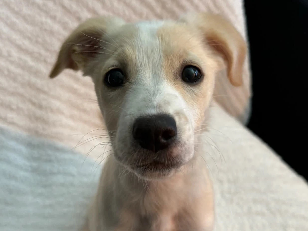 Biscuit