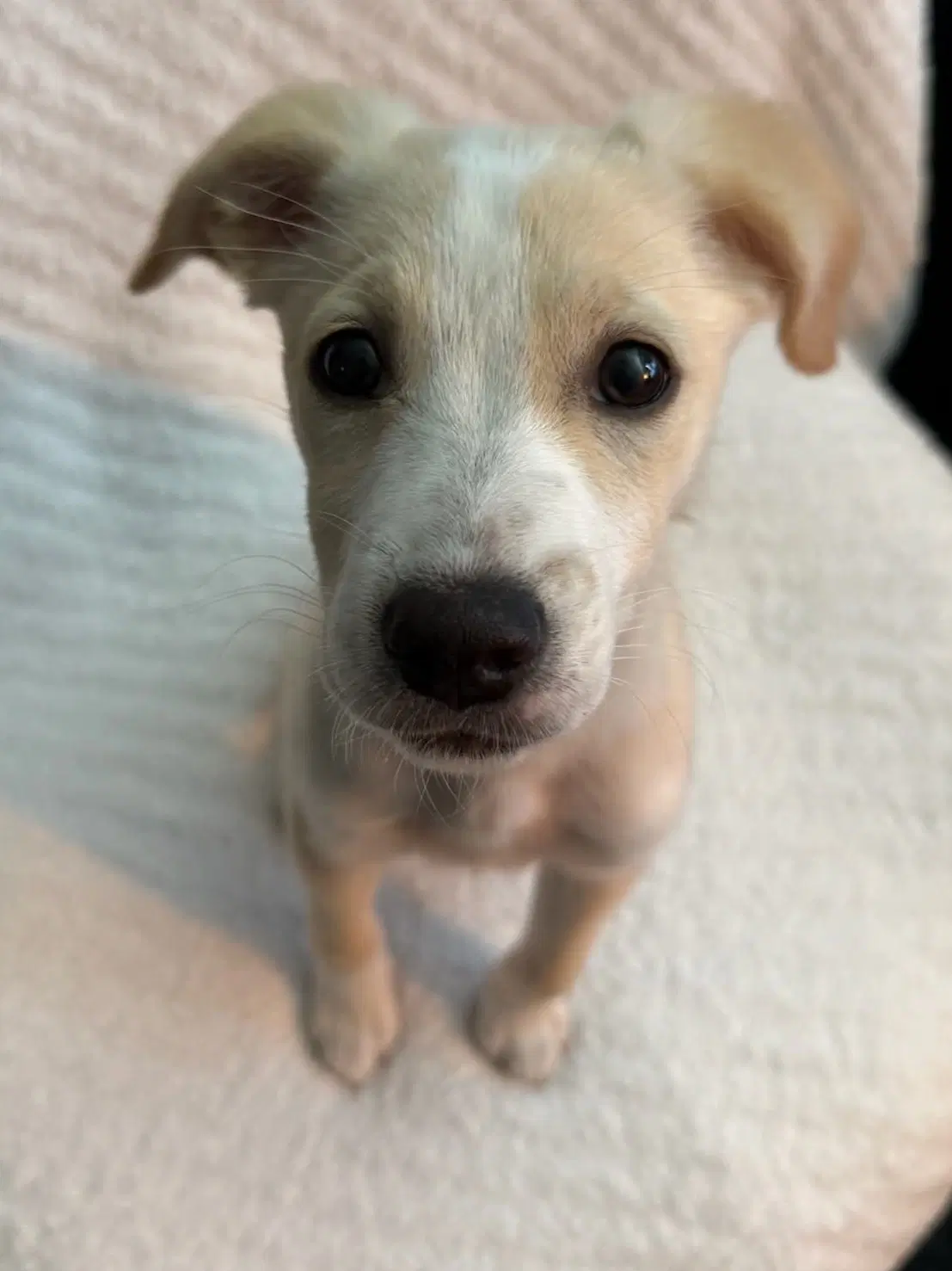 Biscuit image 2
