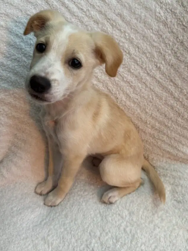 Biscuit image 3