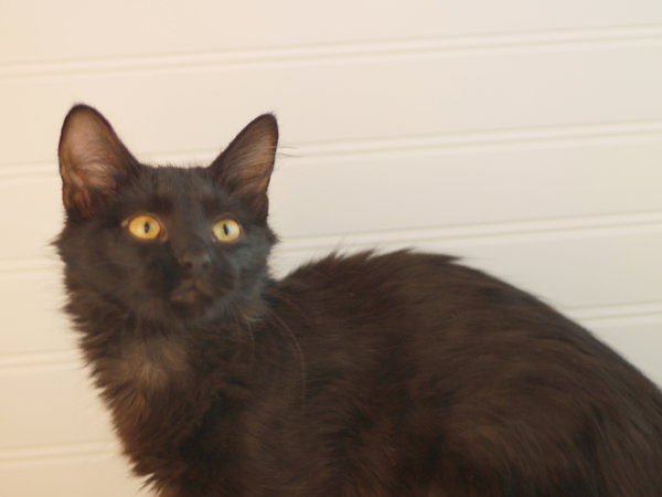 Morticia