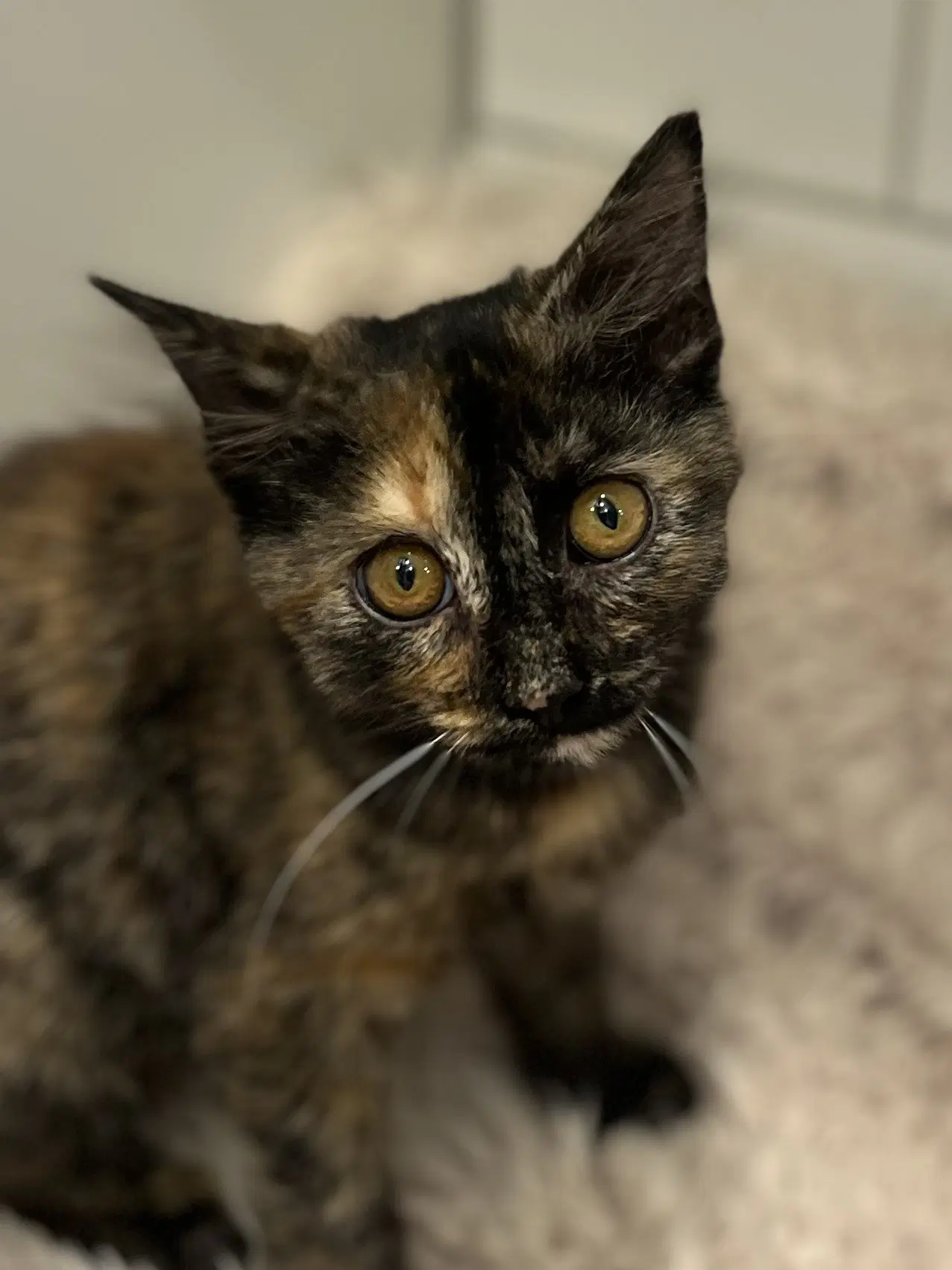 Alice - Domestic Long Hair