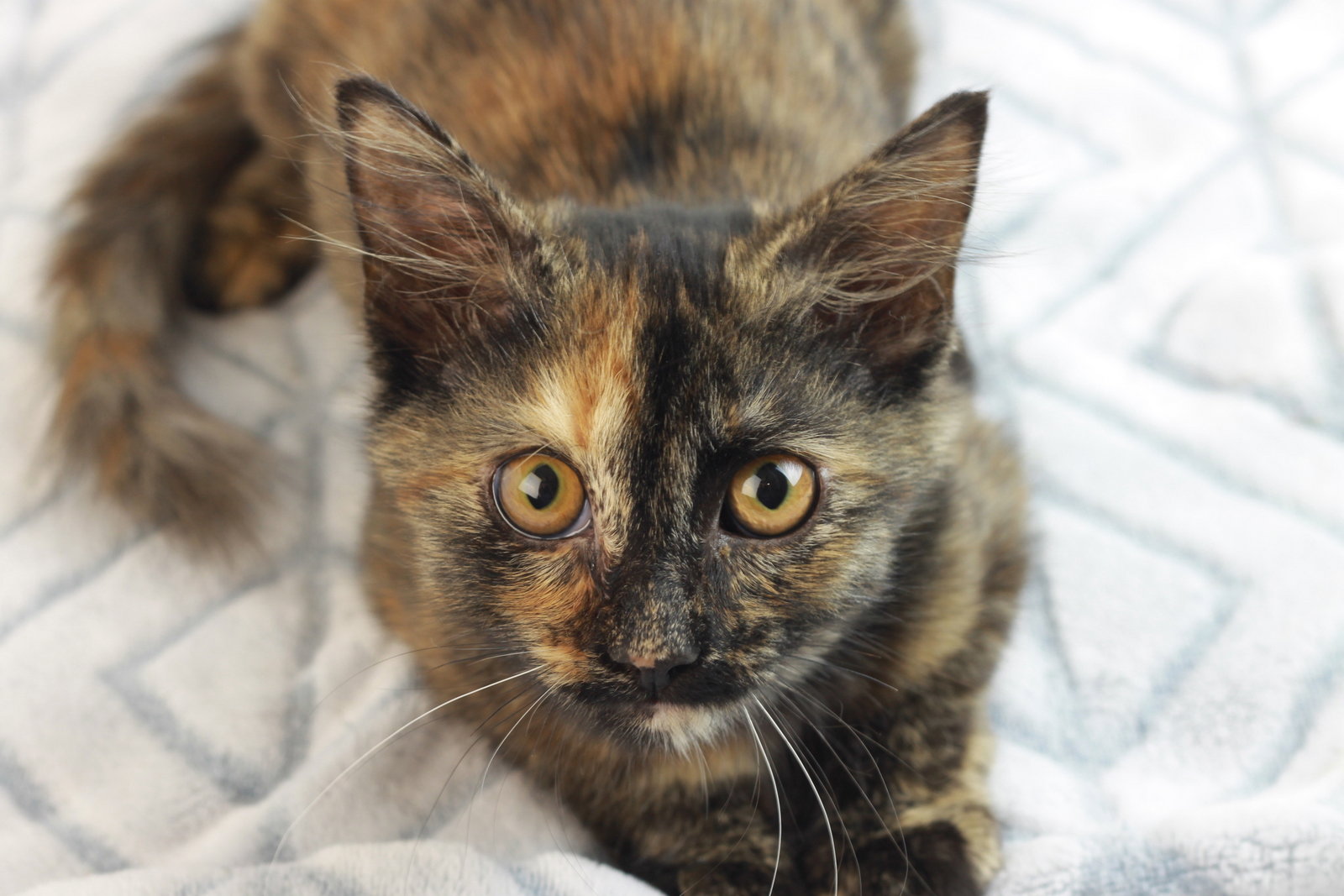 Alice - SEE ME @ PETCO 10/3!, Domestic Long Hair