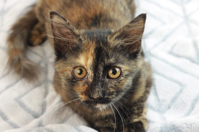Alice, a female kitten up for adoption