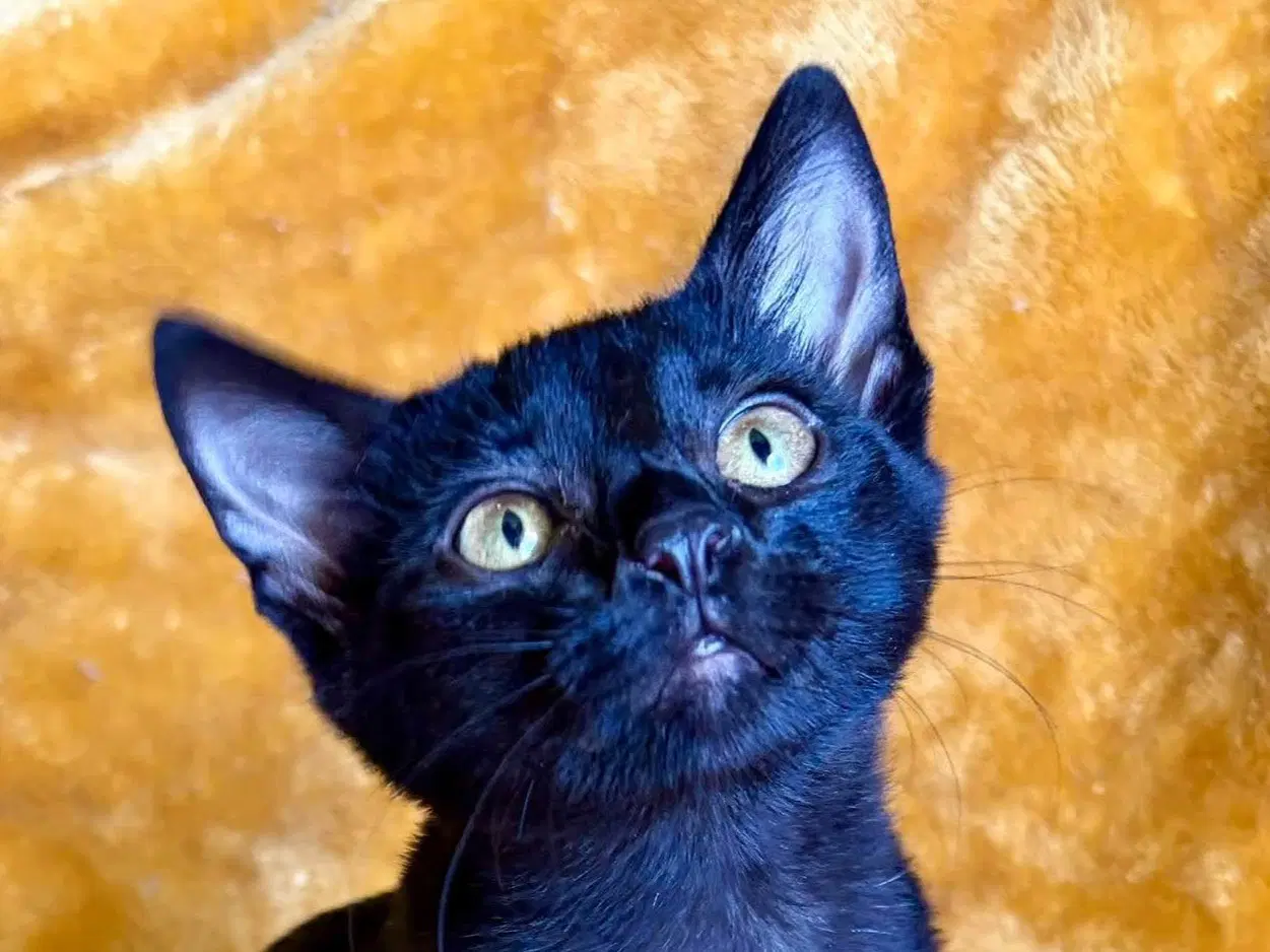 Jethro - Domestic Short Hair