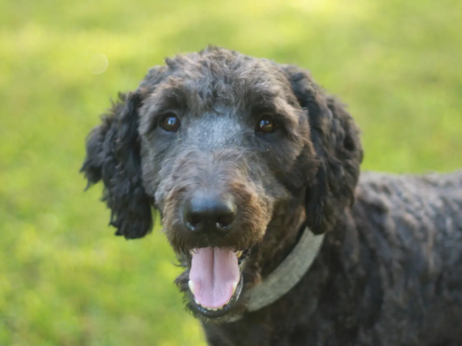 Baxter - Poodle (Standard)