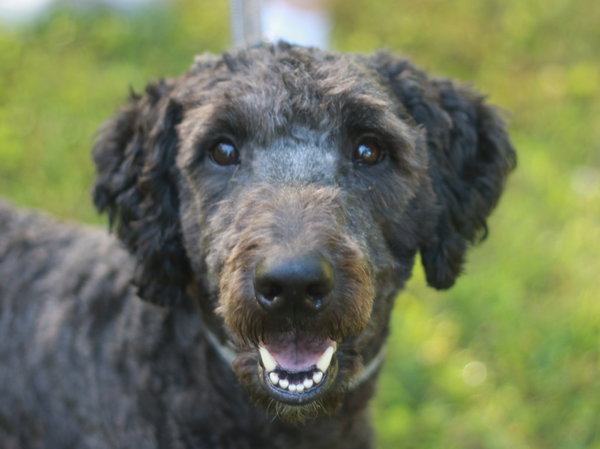Baxter