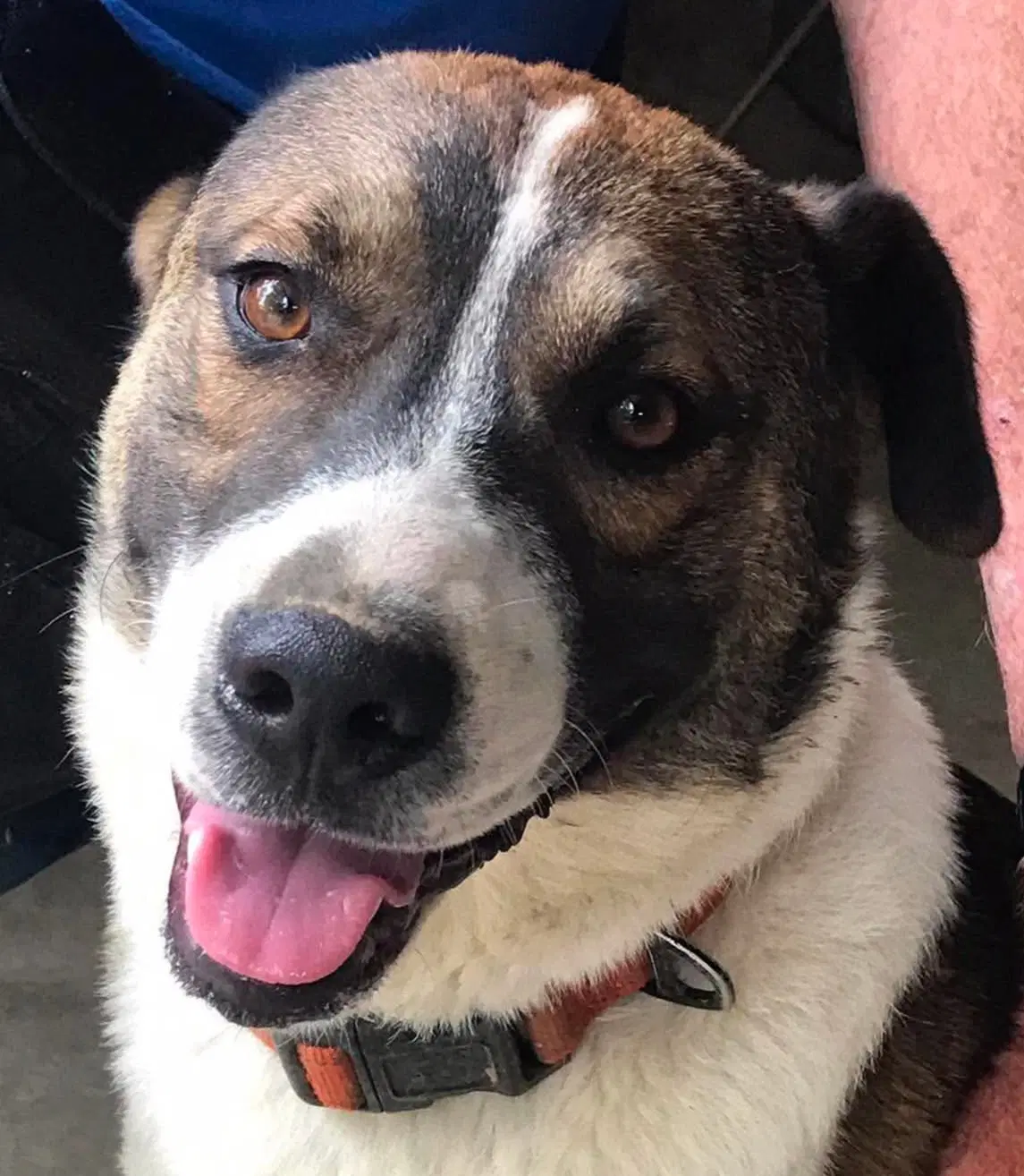 Buddy - Courtesy Listing image 3