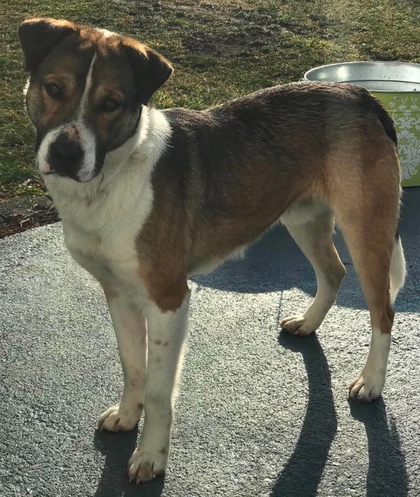 Buddy - *COURTESY LISTING*