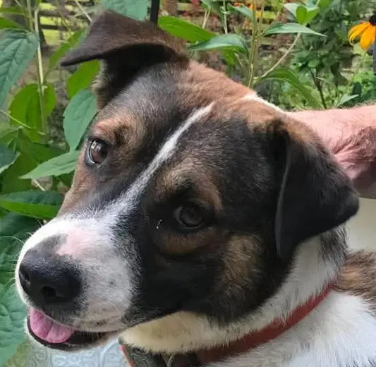 Buddy Courtesy Listing - German Shepherd Dog