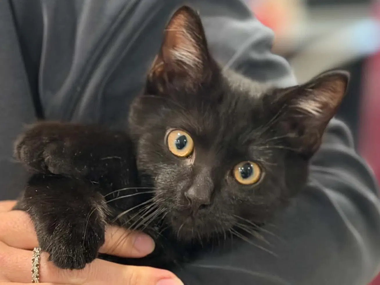 Ozzy Tripawd - Courtesy Listing - Bobtail