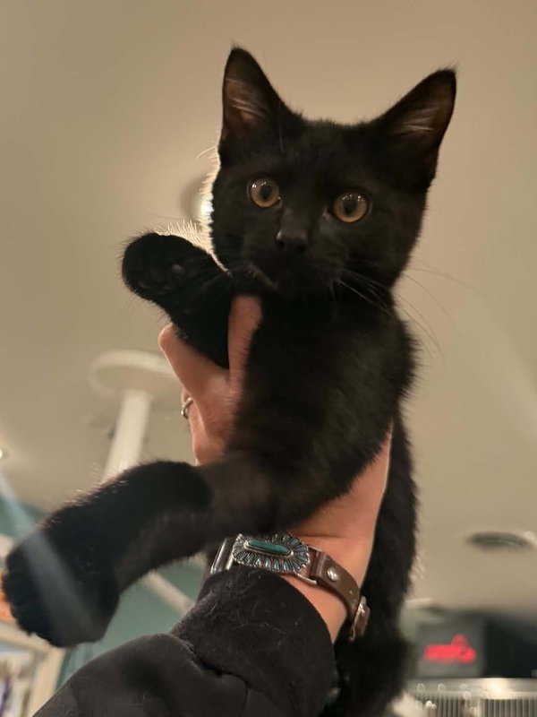 Ozzy TRIPAWD - COURTESY LISTING